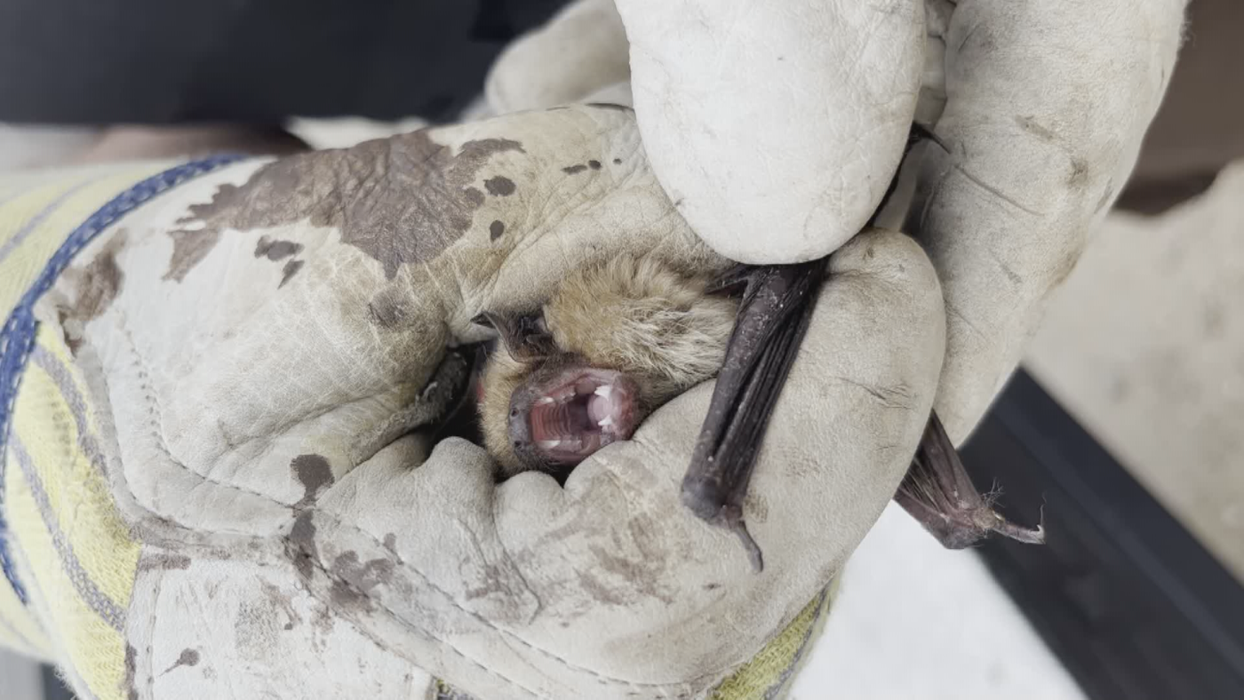 Bats force Saskatchewan family out of Spiritwood home