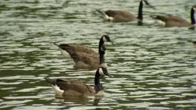 Avian flu: People, pets urged to keep clear of sick, dead birds as B.C. probes 1st human case