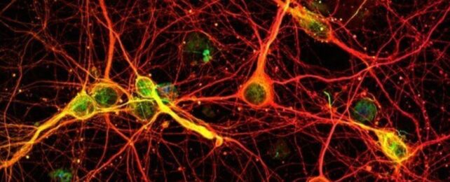 Memory Is Not Confined to Our Brains, Scientists Discover