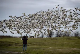 B.C. animal clinics told to set up avian flu protocols amid human exposure risk