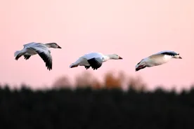 Henry cautions about ponds, petting zoos as source of B.C. bird flu case remains a mystery