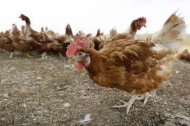 Avian flu detected at non-commercial poultry farm on Vancouver Island