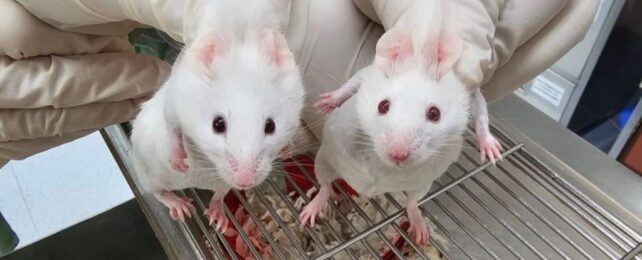 Genes Older Than Animal Life Itself Were Inserted Into Mice. Here's What Happened.