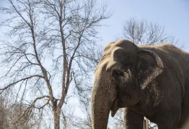 Edmonton zoo elephant Lucy gets medical OK as she approaches 50th birthday