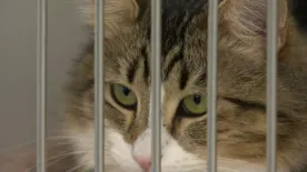 110 cats surrendered in ‘one of the largest single intakes’ for Calgary Humane Society