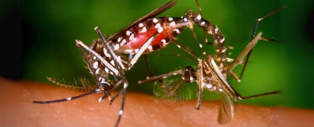 'Toxic' Semen Could Turn Mosquito Mating Deadly to Curb Disease Spread