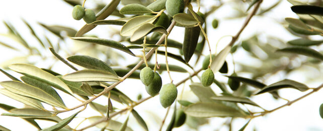 We Know Olive Oil Is Good For Us – Turns Out The Leaves Are Too