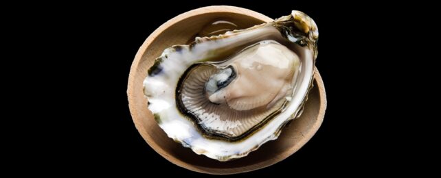 Oyster Blood Could Be Vital in The Fight Against Superbugs