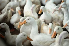 1st U.S. case of H5N9 bird flu reported on California duck farm