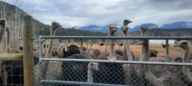 Judge grants temporary reprieve to hundreds of B.C. ostriches facing avian flu cull