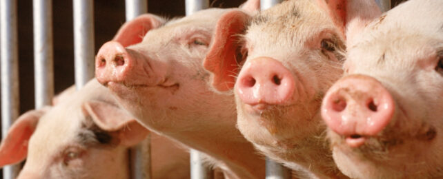 Pig Kidney Transplant Trials Given FDA Approval in The US