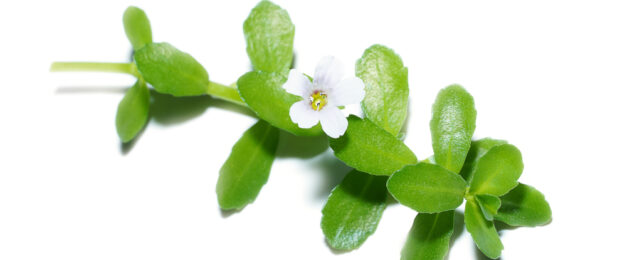 Bacopa Is Trending as a Wonder Herb For Memory. Does It Live Up to The Hype?