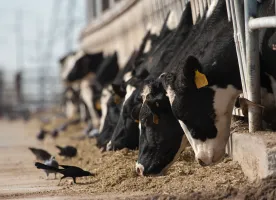 1st human bird flu case in Nevada linked to dairy cow exposure