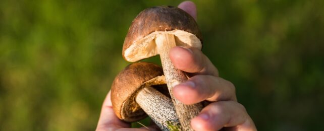 Common Mushroom Fiber May Protect Against Flu, Study Finds