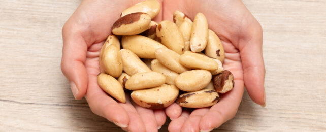 Traces of a Nutrient in Brazil Nuts Could Fight Cancer, But Dosage Is Crucial