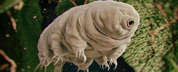 Tardigrade Protein Could Soon Make Cancer Patients More Radiation Proof