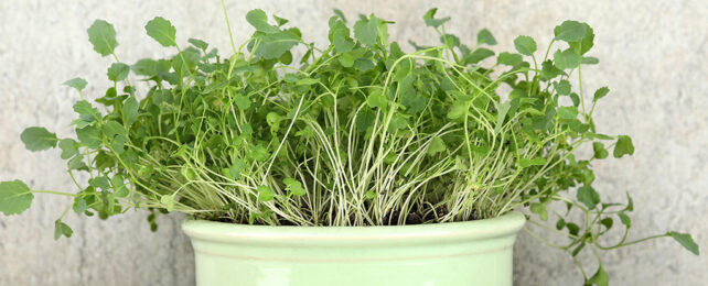 Daily Dose of Broccoli Sprout Extract Helps Blood Sugar, Study Shows