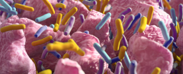 A Balance of Gut Bacteria Could Play a Crucial Role in How MS Develops